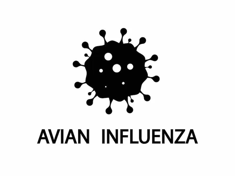 Guide to Bird Flu Virus